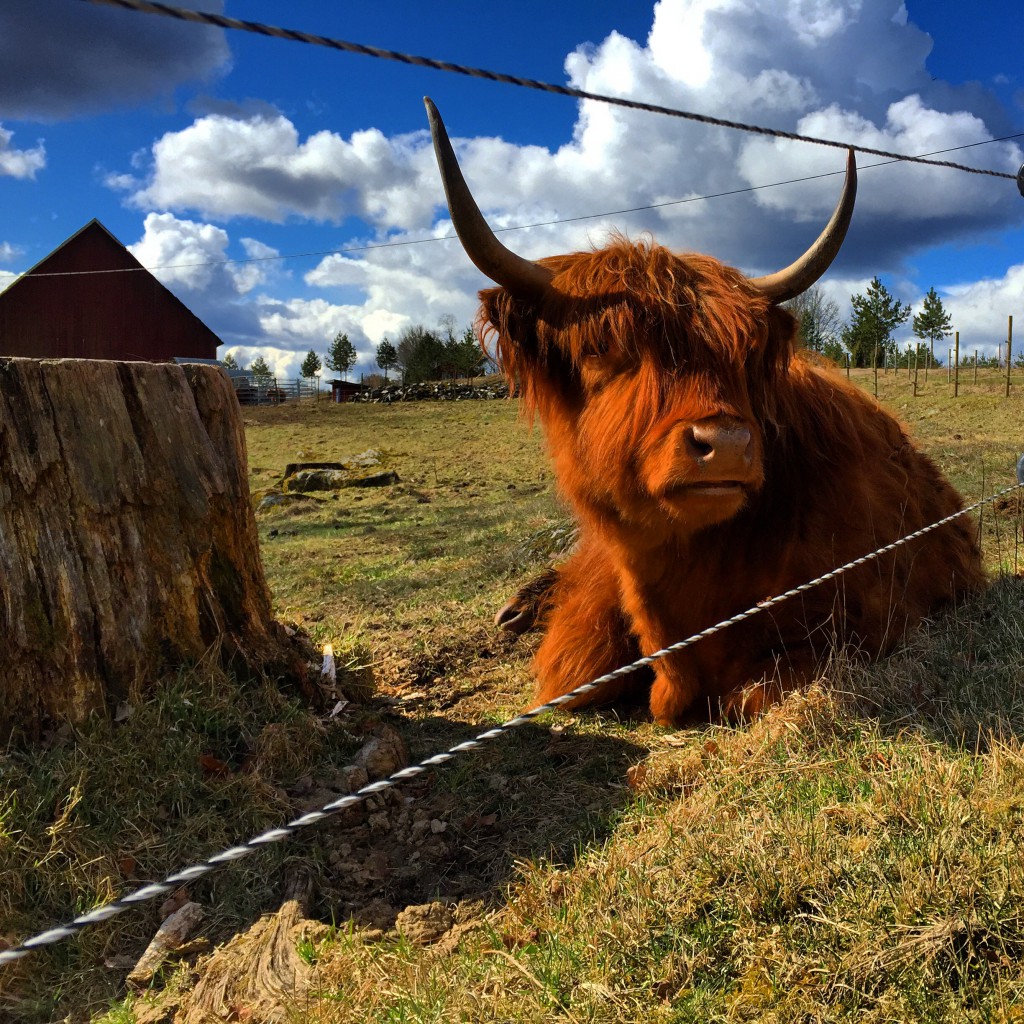 Hårig vilande ko i Småland